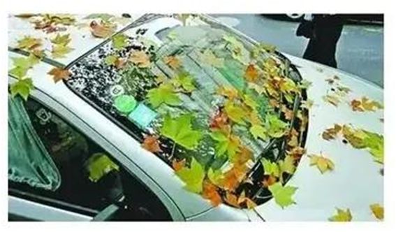 车上都是树叶怎么处理-有驾 车上都是树叶怎么处理-有驾